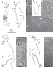 Cylindormacrostomum formosae