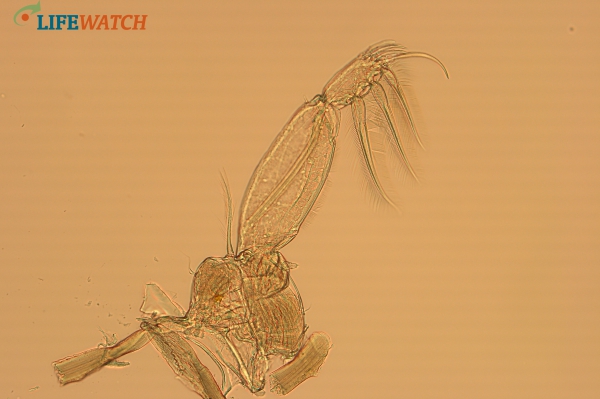 Caligus elongatus von Nordmann, 1832 Caligus elongatus von Nordmann, 1832