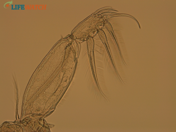 Caligus elongatus von Nordmann, 1832 Caligus elongatus von Nordmann, 1832