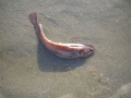 Gadiformes
