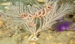 Callogorgia delta, 350 m Gulf of Mexico.

Photograph courtesy of Lophelia II Reefs, Rigs, and Wrecks, BOEM-NOAA-OER. Identification by A. Quattrini. For more information see: Brooks JM, Fisher C, Roberts H, Cordes E, Baums I, Bernard B, Church R, Etnoyer P, German C, Goehring E,  McDonald I, Roberts H, Shank T, Warren D, Welsh S, Wolff G, Weaver D (2015). Exploration and research of northern Gulf of Mexico deepwater natural and artificial hard-bottom habitats with emphasis on coral communities: Reefs, rigs, and wrecks—“Lophelia II” Appendices. U.S. Dept. of the Interior, Bureau of Ocean Energy Management, Gulf of Mexico OCS Region, New Orleans, LA. OCS Study BOEM 2016-022. 711 p.