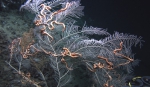 Callogorgia gracilis, 290 m Gulf of Mexico.

Photograph courtesy of Lophelia II Reefs, Rigs, and Wrecks, BOEM-NOAA-OER. Identification by A. Quattrini. For more information see: Brooks JM, Fisher C, Roberts H, Cordes E, Baums I, Bernard B, Church R, Etnoyer P, German C, Goehring E,  McDonald I, Roberts H, Shank T, Warren D, Welsh S, Wolff G, Weaver D (2015). Exploration and research of northern Gulf of Mexico deepwater natural and artificial hard-bottom habitats with emphasis on coral communities: Reefs, rigs, and wrecks—“Lophelia II” Appendices. U.S. Dept. of the Interior, Bureau of Ocean Energy Management, Gulf of Mexico OCS Region, New Orleans, LA. OCS Study BOEM 2016-022. 711 p.