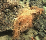 Chelidonisis aurantiaca mexicana, 539 m Gulf of Mexico.

Photograph courtesy of Lophelia II Reefs, Rigs, and Wrecks, BOEM-NOAA-OER. Identification by A. Quattrini, P. Etnoyer and L. Watling. For more information see: Brooks JM, Fisher C, Roberts H, Cordes E, Baums I, Bernard B, Church R, Etnoyer P, German C, Goehring E,  McDonald I, Roberts H, Shank T, Warren D, Welsh S, Wolff G, Weaver D (2015). Exploration and research of northern Gulf of Mexico deepwater natural and artificial hard-bottom habitats with emphasis on coral communities: Reefs, rigs, and wrecks—“Lophelia II” Appendices. U.S. Dept. of the Interior, Bureau of Ocean Energy Management, Gulf of Mexico OCS Region, New Orleans, LA. OCS Study BOEM 2016-022. 711 p.