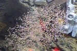 Cnidaria