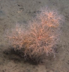 Chrysogorgia  sp., 1049 m Gulf of Mexico.

Photograph courtesy of Lophelia II Reefs, Rigs, and Wrecks, BOEM-NOAA-OER. Identification by A. Quattrini. For more information see: Brooks JM, Fisher C, Roberts H, Cordes E, Baums I, Bernard B, Church R, Etnoyer P, German C, Goehring E,  McDonald I, Roberts H, Shank T, Warren D, Welsh S, Wolff G, Weaver D (2015). Exploration and research of northern Gulf of Mexico deepwater natural and artificial hard-bottom habitats with emphasis on coral communities: Reefs, rigs, and wrecks—“Lophelia II” Appendices. U.S. Dept. of the Interior, Bureau of Ocean Energy Management, Gulf of Mexico OCS Region, New Orleans, LA. OCS Study BOEM 2016-022. 711 p.