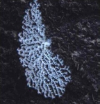 Corallium niobe, 2400 m Gulf of Mexico.

Photograph courtesy of Lophelia II Reefs, Rigs, and Wrecks, BOEM-NOAA-OER. Identification by A. Quattrini. For more information see: Brooks JM, Fisher C, Roberts H, Cordes E, Baums I, Bernard B, Church R, Etnoyer P, German C, Goehring E,  McDonald I, Roberts H, Shank T, Warren D, Welsh S, Wolff G, Weaver D (2015). Exploration and research of northern Gulf of Mexico deepwater natural and artificial hard-bottom habitats with emphasis on coral communities: Reefs, rigs, and wrecks—“Lophelia II” Appendices. U.S. Dept. of the Interior, Bureau of Ocean Energy Management, Gulf of Mexico OCS Region, New Orleans, LA. OCS Study BOEM 2016-022. 711 p.