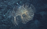 Cnidaria