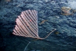 Isidella sp., 2231 m Gulf of Mexico.

Photograph courtesy of Lophelia II Reefs, Rigs, and Wrecks, BOEM-NOAA-OER. Identification by P. Etnoyer. For more information see: Brooks JM, Fisher C, Roberts H, Cordes E, Baums I, Bernard B, Church R, Etnoyer P, German C, Goehring E,  McDonald I, Roberts H, Shank T, Warren D, Welsh S, Wolff G, Weaver D (2015). Exploration and research of northern Gulf of Mexico deepwater natural and artificial hard-bottom habitats with emphasis on coral communities: Reefs, rigs, and wrecks—“Lophelia II” Appendices. U.S. Dept. of the Interior, Bureau of Ocean Energy Management, Gulf of Mexico OCS Region, New Orleans, LA. OCS Study BOEM 2016-022. 711 p.