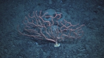 Cnidaria