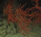 author: BOEM-NOAA-OER