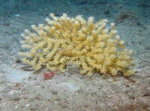 Acanthogorgia aspera, 537 m Gulf of Mexico.

Photograph courtesy of Lophelia II Reefs, Rigs, and Wrecks, BOEM-NOAA-OER. Identification by P. Etnoyer and A. Quattrini. For more information see: Brooks JM, Fisher C, Roberts H, Cordes E, Baums I, Bernard B, Church R, Etnoyer P, German C, Goehring E,  McDonald I, Roberts H, Shank T, Warren D, Welsh S, Wolff G, Weaver D (2015). Exploration and research of northern Gulf of Mexico deepwater natural and artificial hard-bottom habitats with emphasis on coral communities: Reefs, rigs, and wrecks—“Lophelia II” Appendices. U.S. Dept. of the Interior, Bureau of Ocean Energy Management, Gulf of Mexico OCS Region, New Orleans, LA. OCS Study BOEM 2016-022. 711 p.