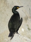 Phalacrocorax aristotelis desmarestii