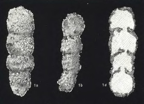 Reophax nodulosa var. brevior Łomnicki, 1900 Reophax nodulosa var. brevior Łomnicki, 1900