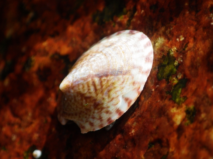 Testudinalia testudinalis (O.F. Müller, 1776) 