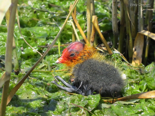 Eurasian Coot chick. Eurasian Coot chick.