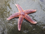 Sea stars