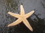 Seastar (Asterias rubens), author: Julius A. Ellrich