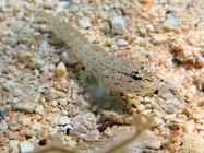 Gobius bucchichi