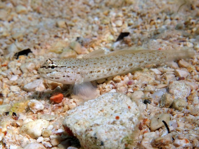 Gobius bucchichi