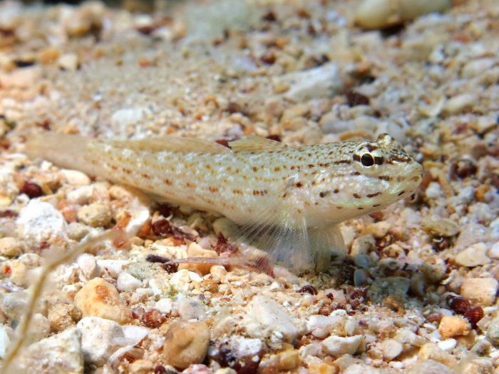 Gobius bucchichi