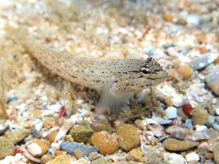 Gobius bucchichi