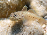 Gobius bucchichi (male)