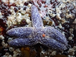 Sea star (Asterias forbesi), author: Julius A. Ellrich