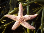 Sea star (Asterias rubens), author: Julius A. Ellrich