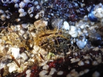 Northern horsemussel (Modiolus modiolus), author: Julius A. Ellrich
