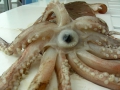 Cephalopoda