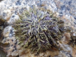 Echinoderms