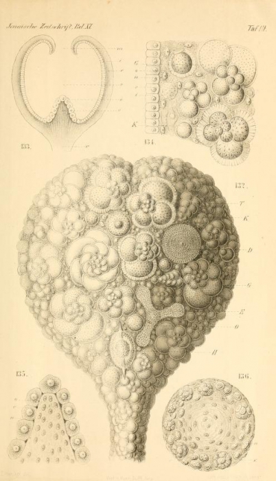 Haliphysema globigerina Haeckel, 1877 Haliphysema globigerina Haeckel, 1877