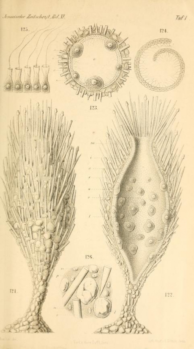 Haliphysema primordiale Haeckel, 1877 Haliphysema primordiale Haeckel, 1877