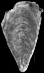 Plectofrondicularia packardi Cushman and Schenck, 1928 PARATYPE