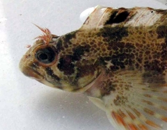 Dieren