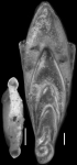 Mucronina resigae Hayward, 2012 HOLOTYPE