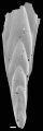 Mucronina resigae Hayward, 2012 Paratype, author: Hayward, Bruce