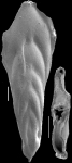 Mucronina resigae Hayward, 2012 Paratype