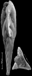 Mucronina resigae Hayward, 2012 Paratype