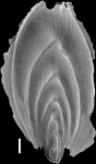 Mucronina silvestriana (Thalmann, 1952) Identified specimen