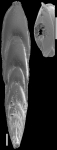 Mucronina spatulata (Costa, 1855) Identified specimen