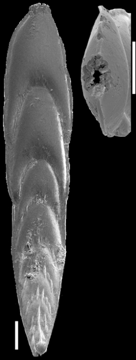 Mucronina spatulata (Costa, 1855) Identified specimen Mucronina spatulata (Costa, 1855) Identified specimen