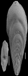 Mucronina spatulata (Costa, 1855) Identified specimen, author: Hayward, Bruce