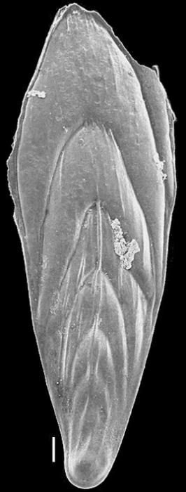 Mucronina spatulata (Costa, 1855) Identified specimen Mucronina spatulata (Costa, 1855) Identified specimen