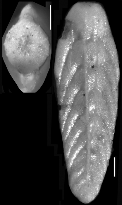 Plectofrondicularia peruviana Cushman & Stone, 1947 Holotype Plectofrondicularia peruviana Cushman & Stone, 1947 Holotype