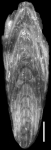Mucronina striata (d'Orbigny, 1826) Identified specimen