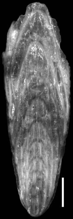 Mucronina striata (d'Orbigny, 1826) Identified specimen Mucronina striata (d'Orbigny, 1826) Identified specimen