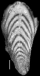 Plectofrondicularia packardi var. multilineata Cushman & Simonson, 1944