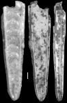 Plectofrondicularia californica Cushman & Stewart, 1926 Holotype