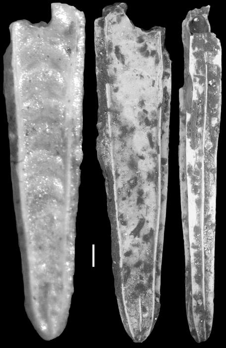 Plectofrondicularia californica Cushman & Stewart, 1926 Holotype Plectofrondicularia californica Cushman & Stewart, 1926 Holotype